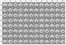Load image into Gallery viewer, 3D InSight™ Beagle Dog Liver Microtissues  (Akura™ 96 plate format - 1 microtissue per well (2x), with 250 ml (1x) of species-specific medium)