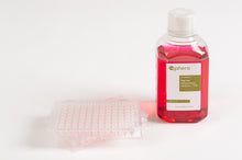 Load image into Gallery viewer, 3D InSight™ Beagle Dog Liver Microtissues (2x Akura™ 96 plate format + 1x 250 ml dog-specific medium)