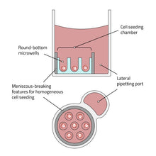 Load image into Gallery viewer, Gri3D® Hydrogel Microcavity Plate - Imaging (available from January 2026)