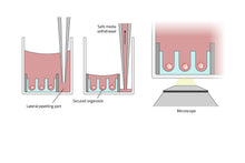 Load image into Gallery viewer, Gri3D® Hydrogel Microcavity Plate - Plastic