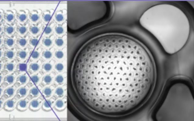 Gri3D® Hydrogel Microcavity Plate - Imaging (available from January 2026)