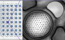 Load image into Gallery viewer, Gri3D® Hydrogel Microcavity Plate - Imaging (available from January 2026)