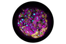 Load image into Gallery viewer, 3D InSight™ Human Liver Microtissues (1x Akura™ 96 plate format + 1x 250 ml specific medium)