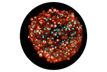 Load image into Gallery viewer, 3D InSight™ Human Liver Microtissues (1x Akura™ 96 plate format + 1x 250 ml specific medium)