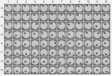 Load image into Gallery viewer, 3D InSight™ C57BL/6 Mouse Liver Microtissues (2x Akura™ 96 plate format + 1x 250 ml mouse-specific medium)