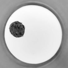 Load image into Gallery viewer, Spheroid culture in Akura 96 Plate