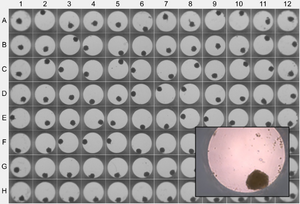 an image of a 96 well cell culture plate of data collected for a hepatocyte screening