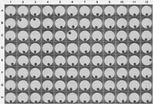 an image of a 96 well cell culture plate of data collected for a microtissue screening